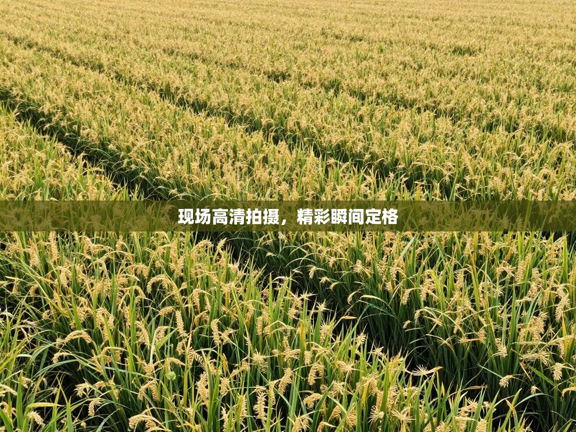 现场高清拍摄，精彩瞬间定格  第2张